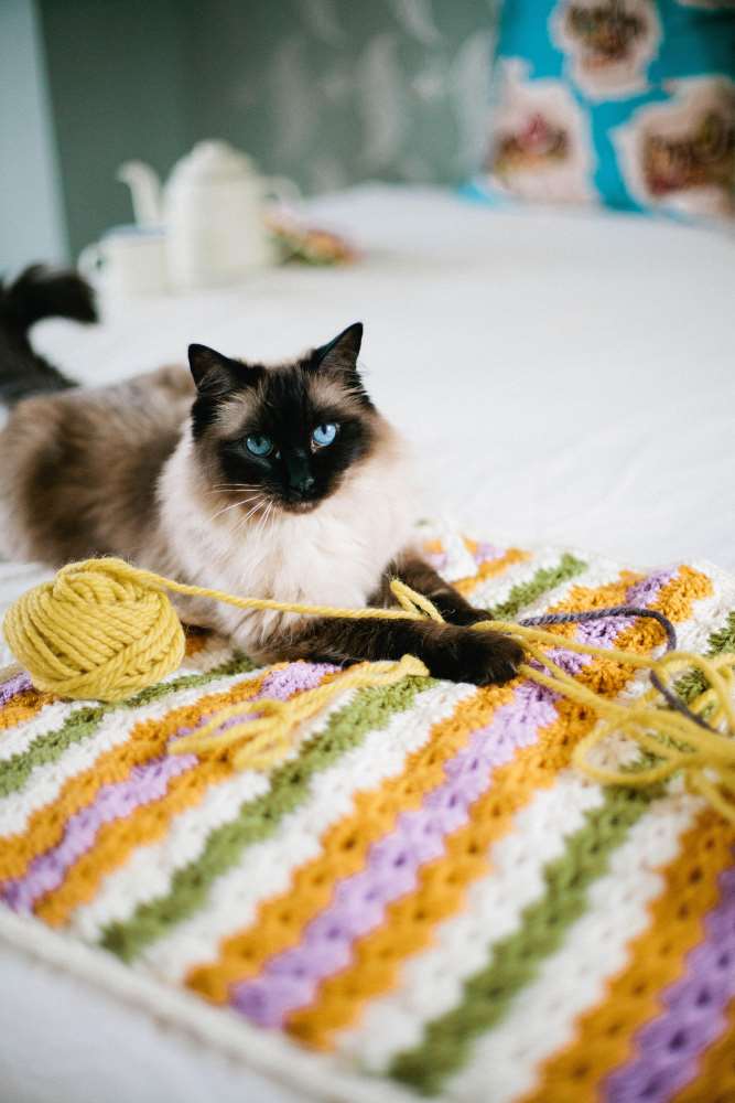 Cat lying on colourful crochet blanket with yarn - find your next crochet pattern.